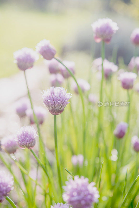 美丽的粉红色细香葱(Allium schoenoprasum)花头